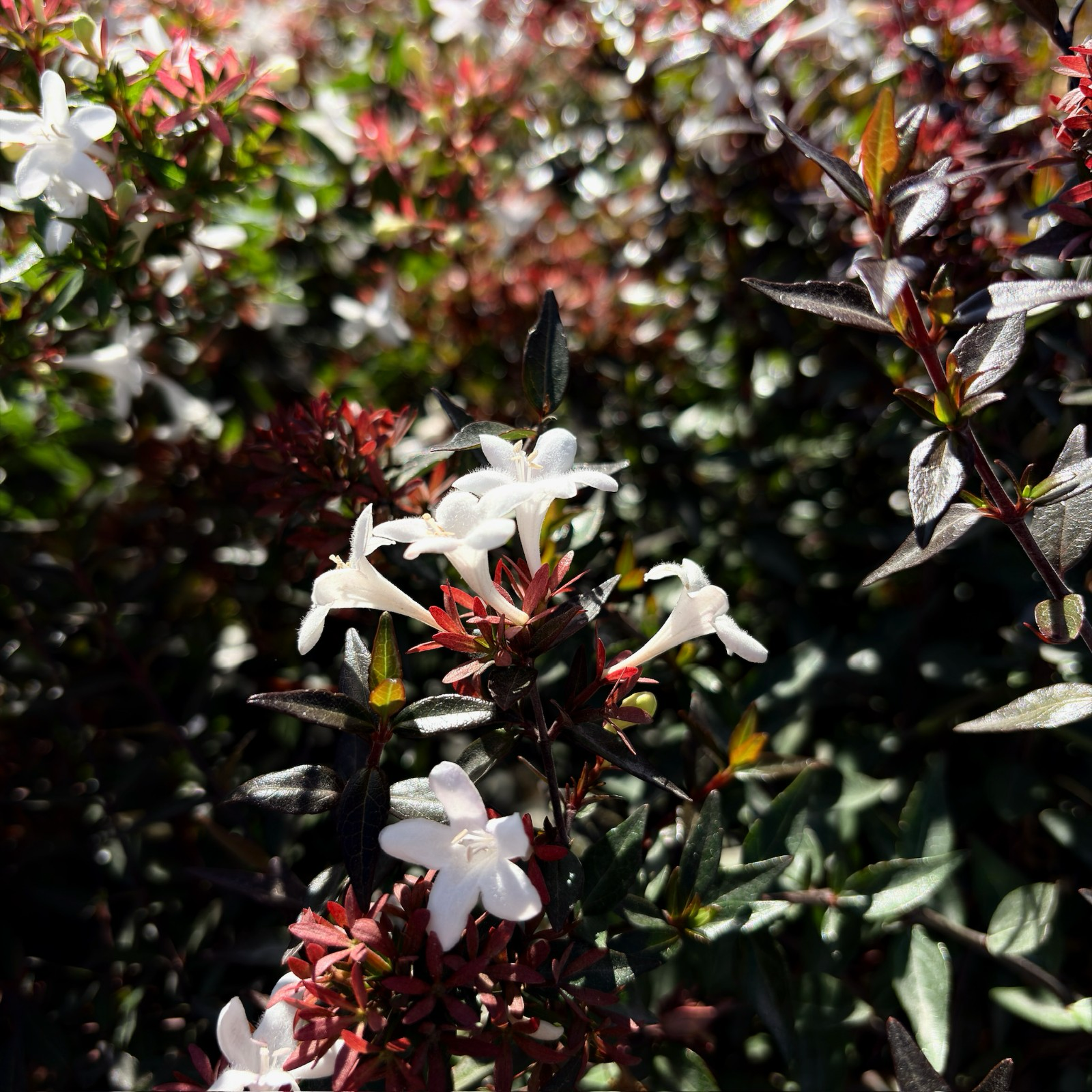 Little Richard Glossy Abelia