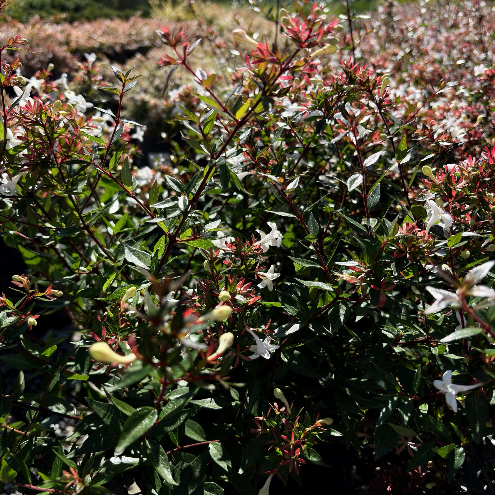 Little Richard Glossy Abelia