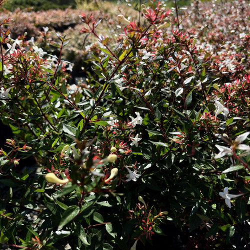 Little Richard Glossy Abelia | Compact White Flowering Shrub