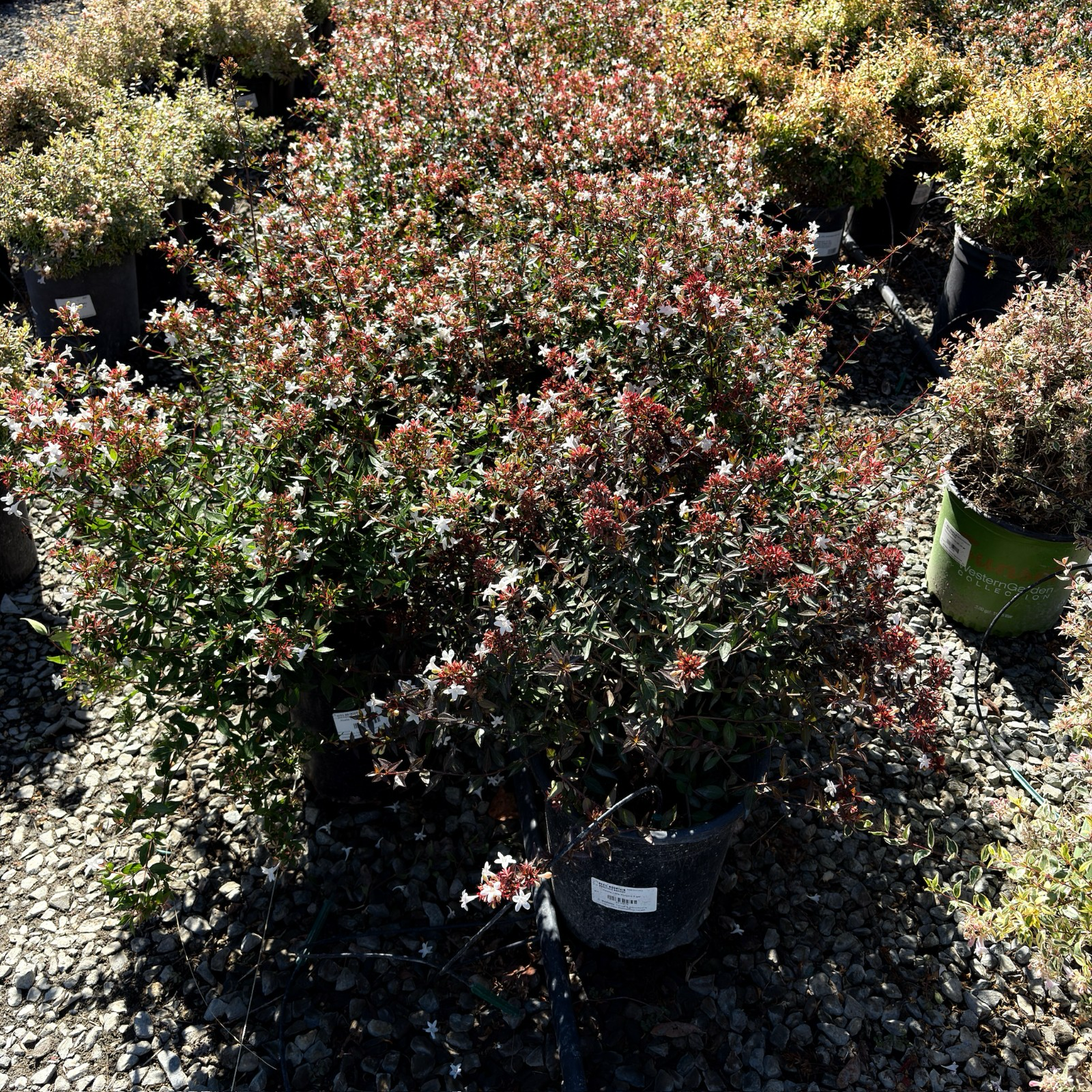 Little Richard Glossy Abelia