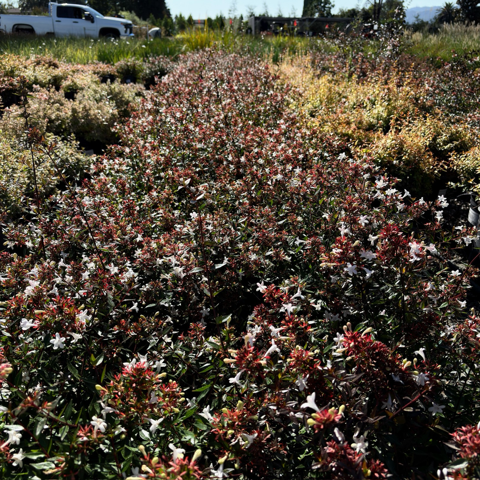 Little Richard Glossy Abelia