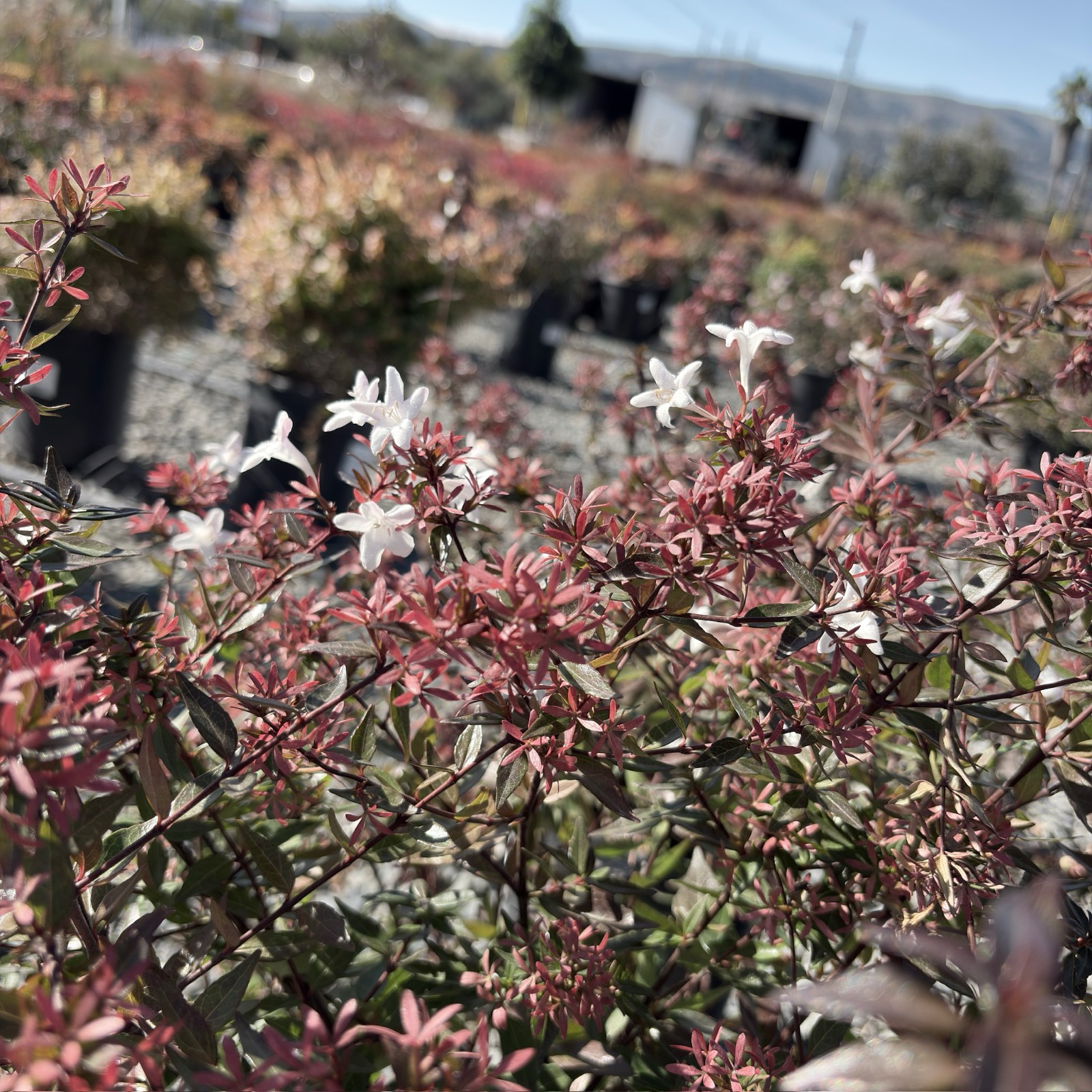 Little Richard Glossy Abelia