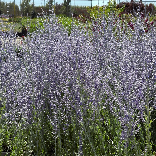 the little lavender tree Russian Sage Little Spire / 1 Gallon