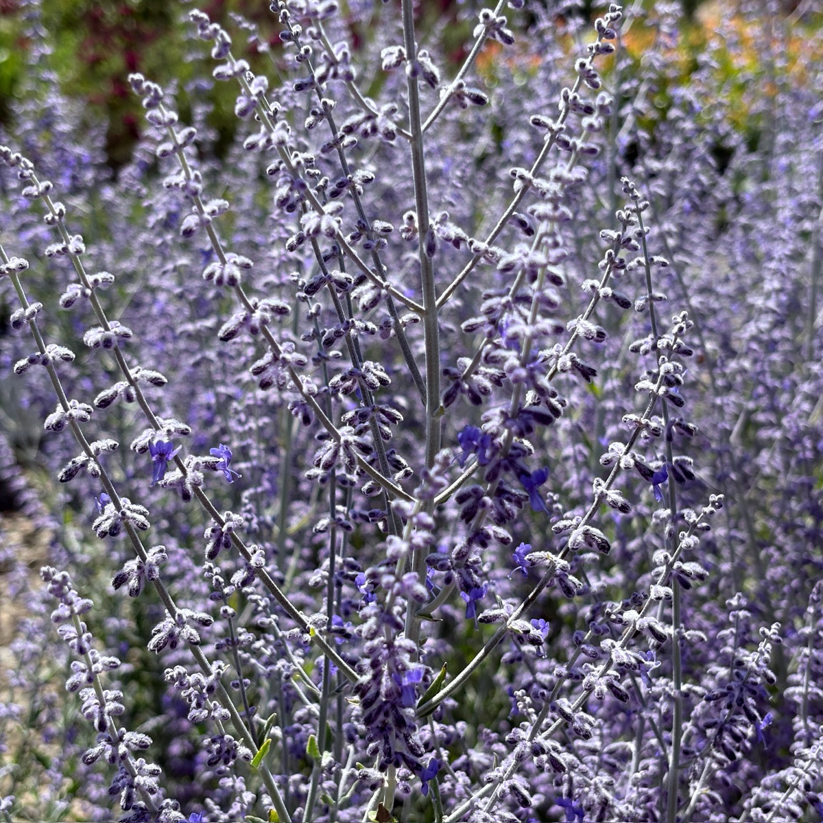 sage and lavender plants Russian Sage Little Spire / 1 Gallon