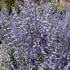 Little Spire Russian Sage