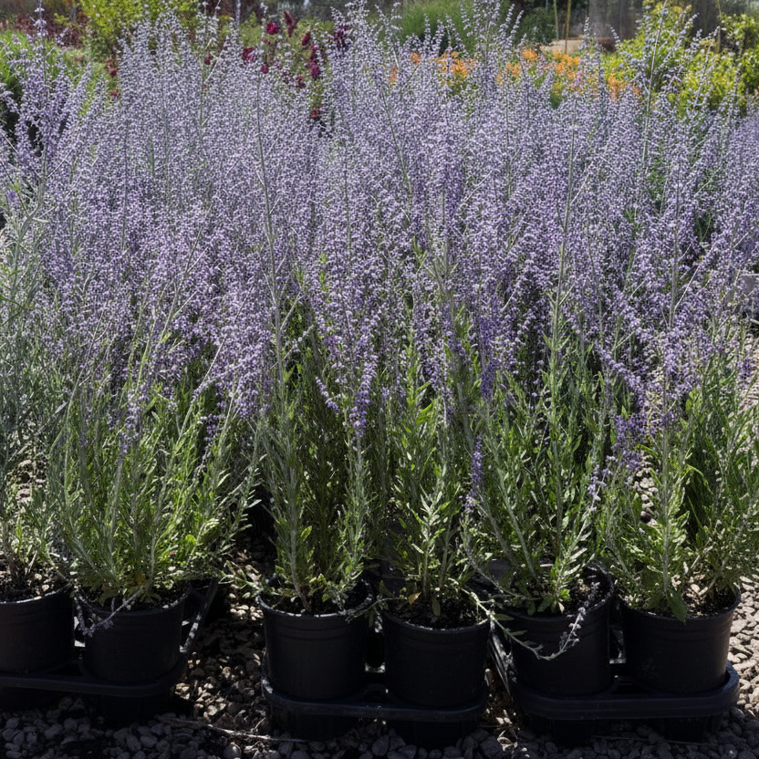 Little Spire Russian Sage