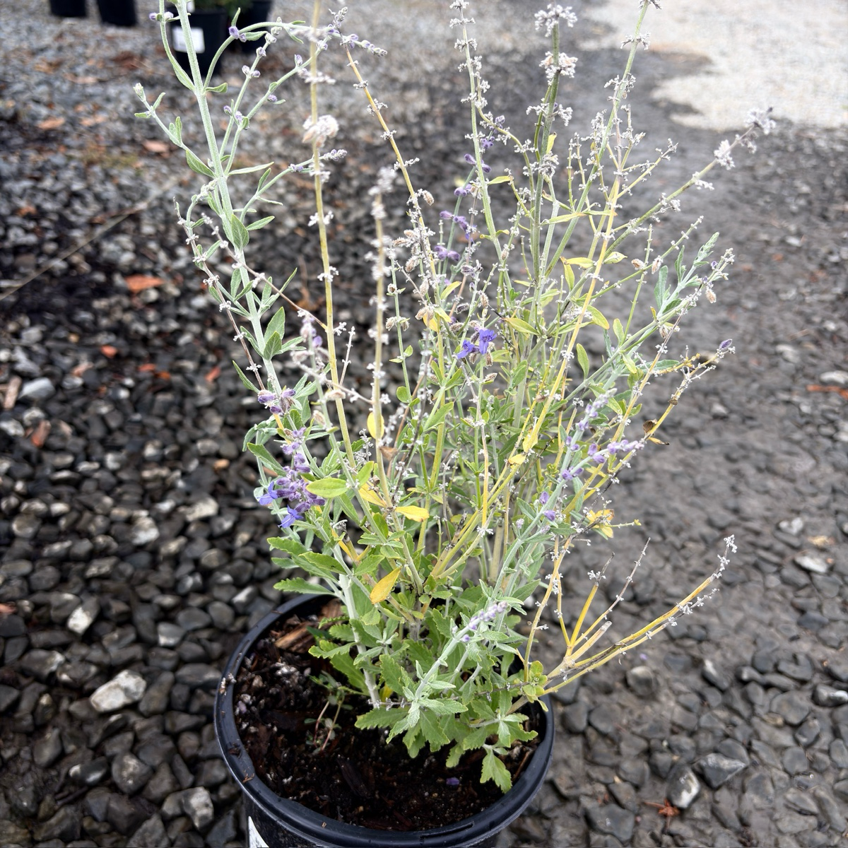 Little Spire Russian Sage