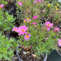 Lolly Marguerite Daisy