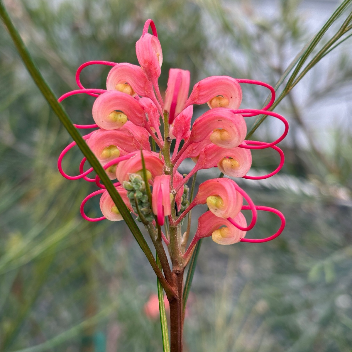 Long John Grevillea