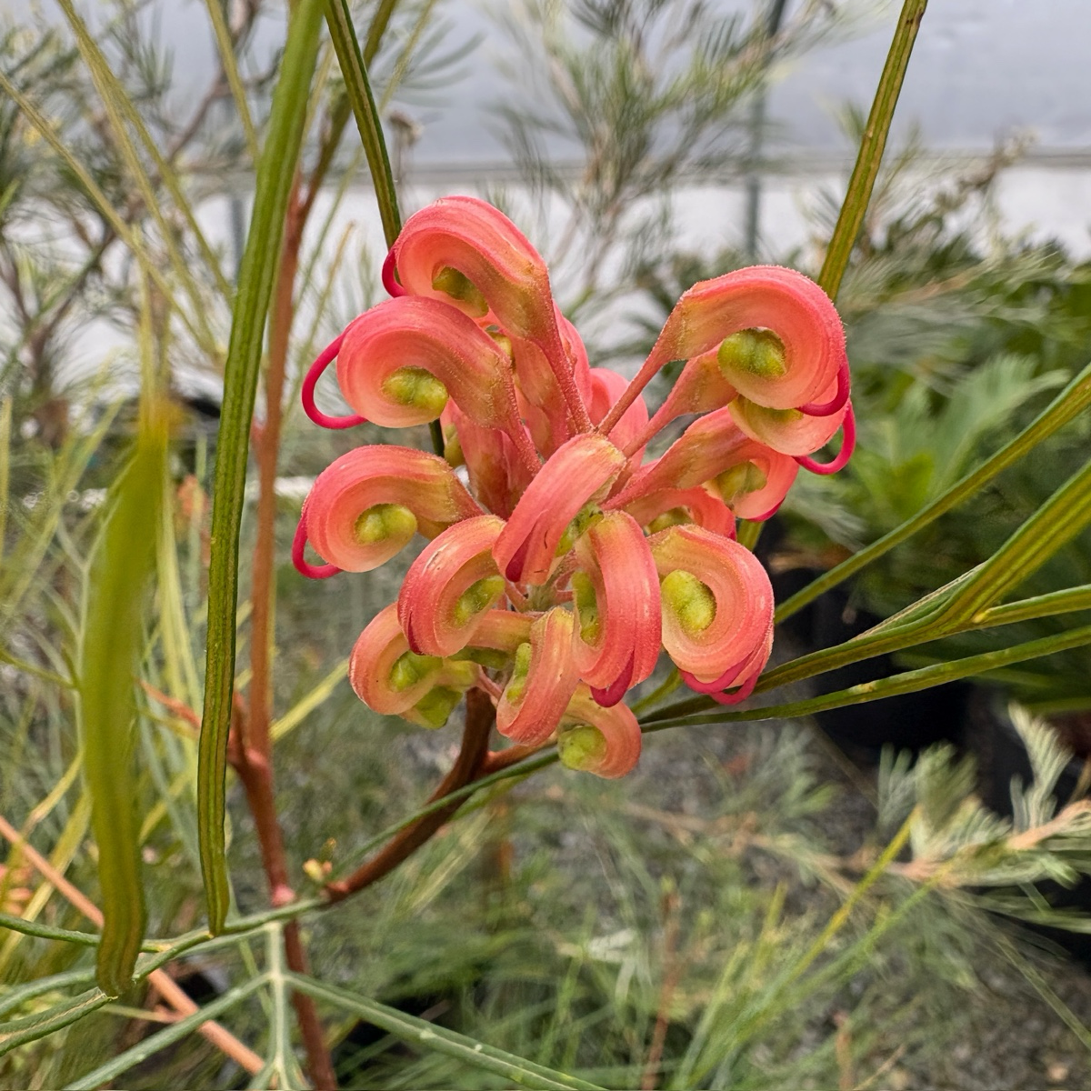 Long John Grevillea