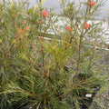 Long John Grevillea
