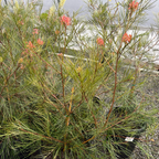 Long John Grevillea