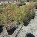 Long John Grevillea