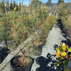 Long John Grevillea