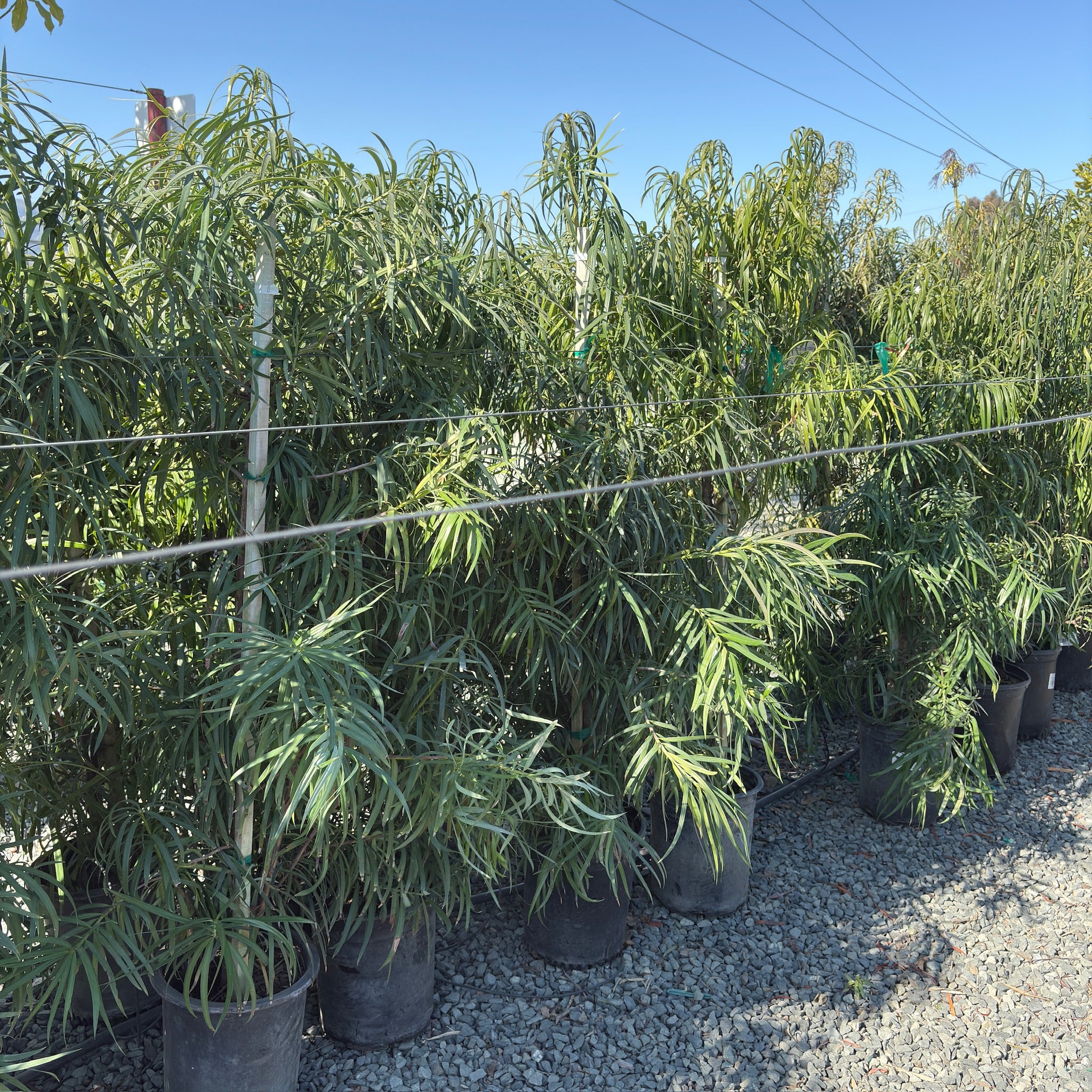 Long Leafed  Fern Pine