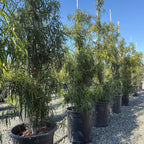 Long Leafed  Fern Pine