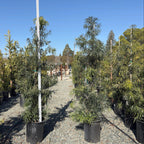Long Leafed  Fern Pine