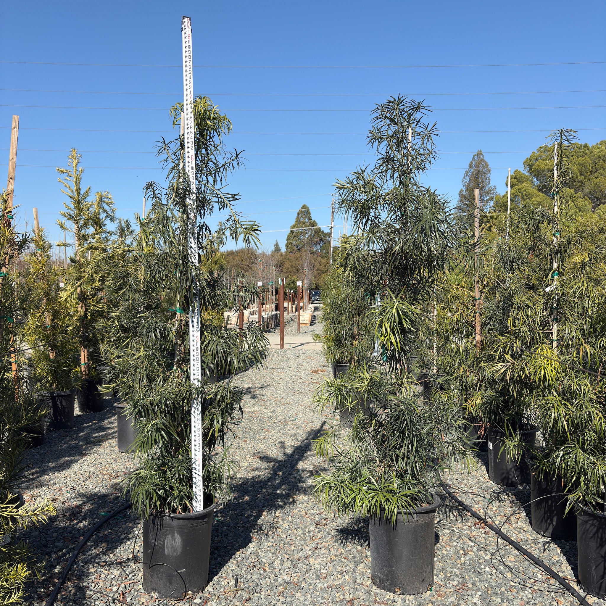 Long Leafed  Fern Pine