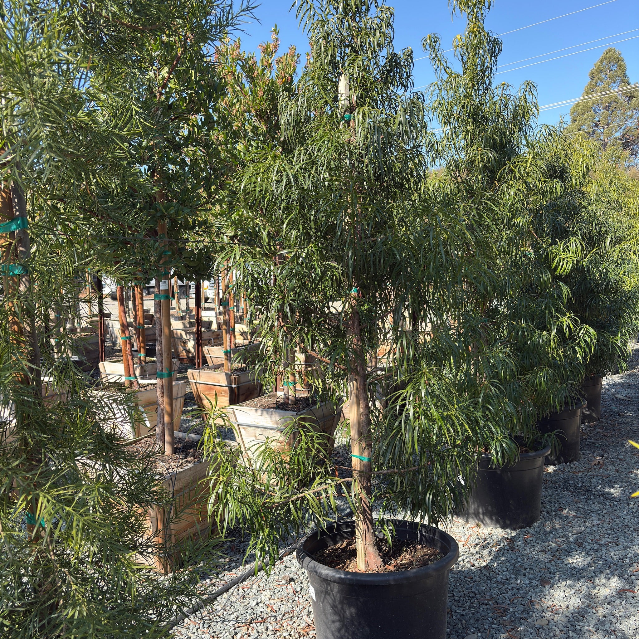 Long Leafed  Fern Pine