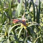 Long Leafed  Fern Pine