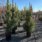 Long Leafed  Fern Pine