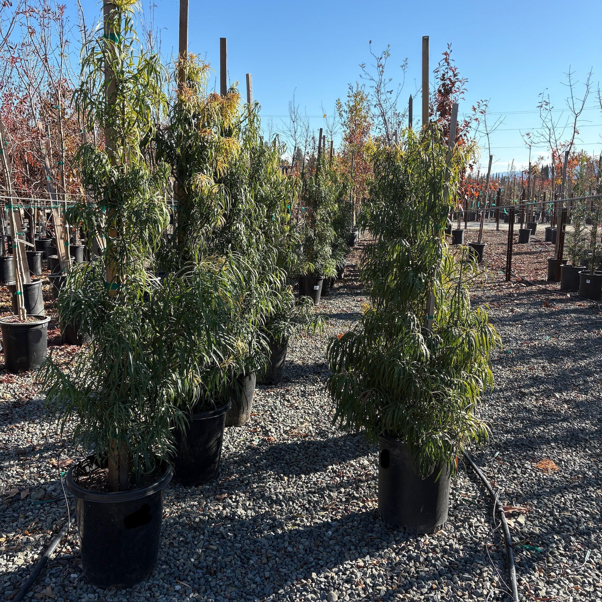 Long Leafed  Fern Pine