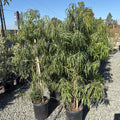 Long Leafed  Fern Pine