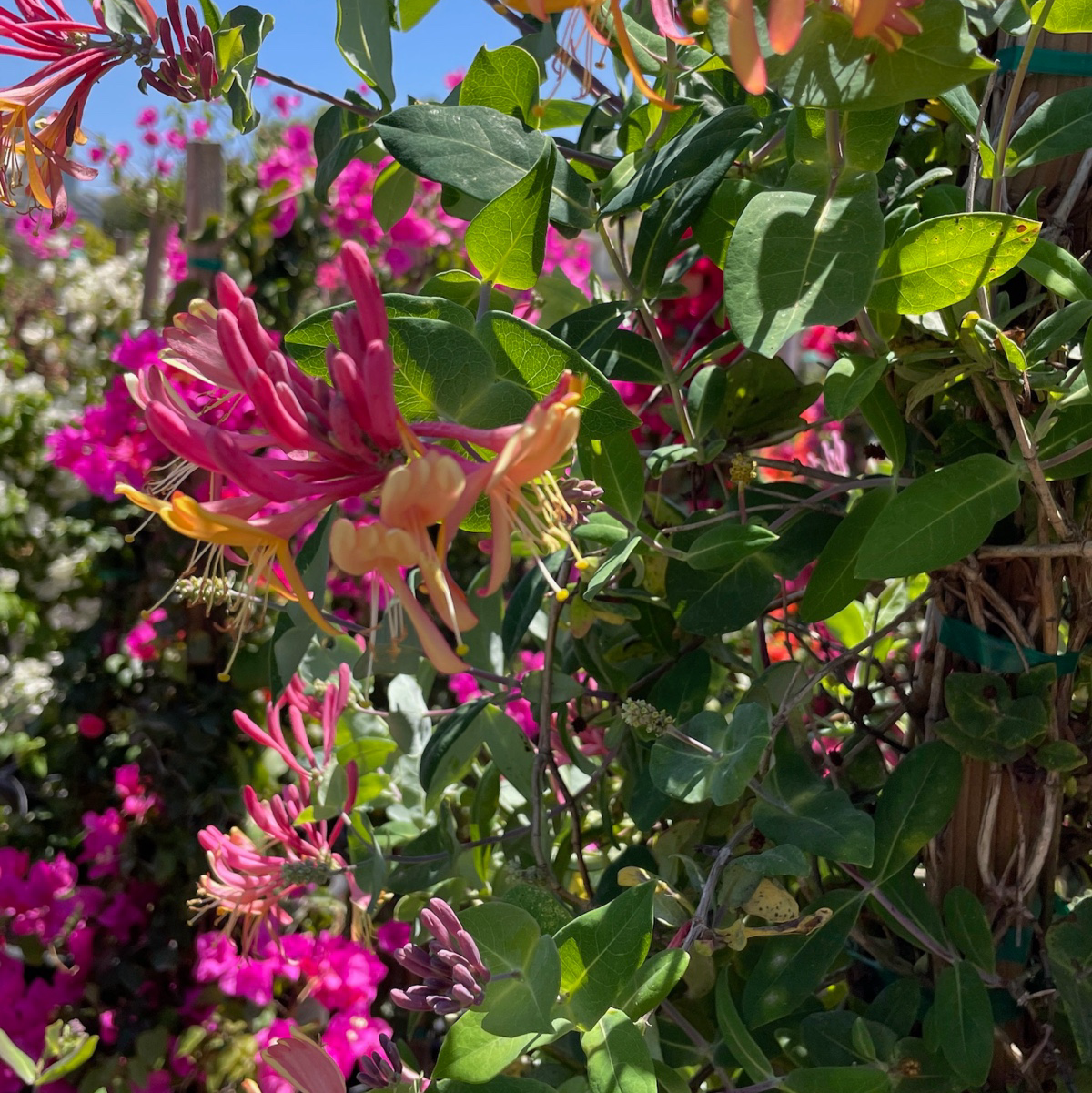 Lonicera Pink Honeysuckle
