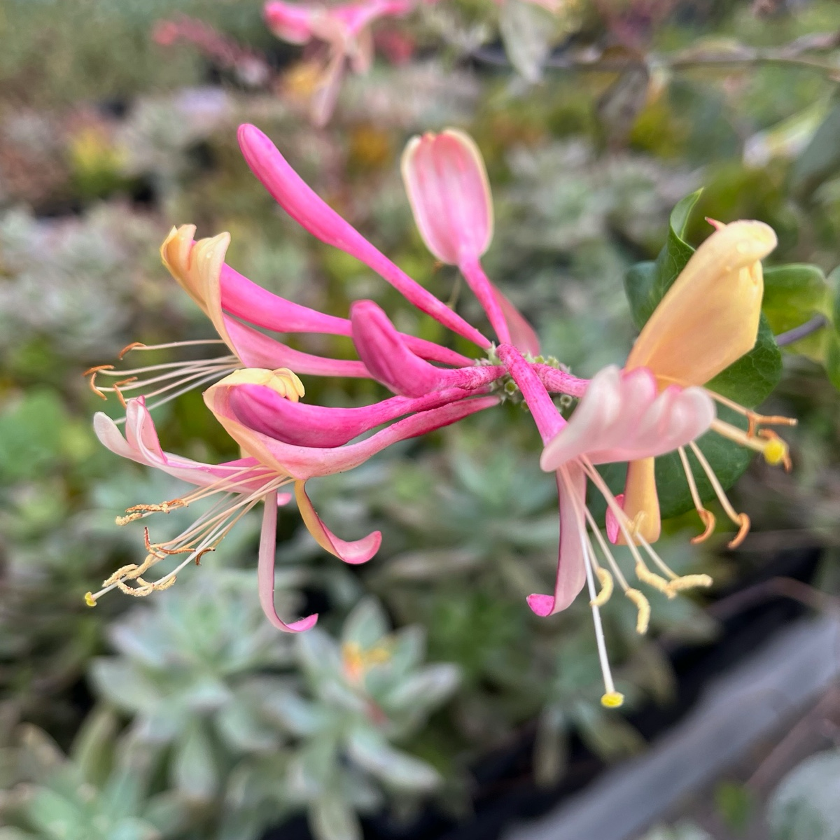 Lonicera Pink Honeysuckle