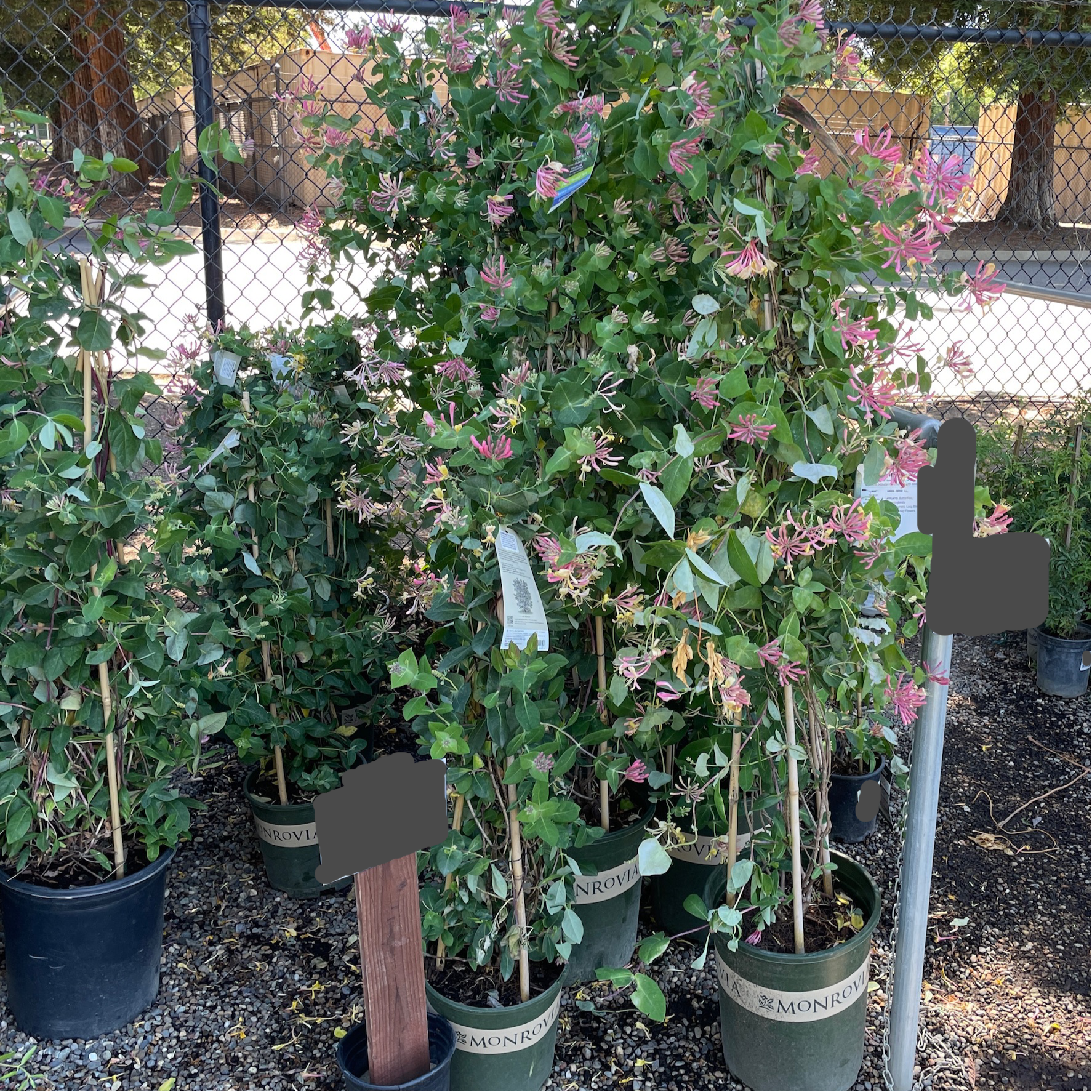 Lonicera Pink Honeysuckle