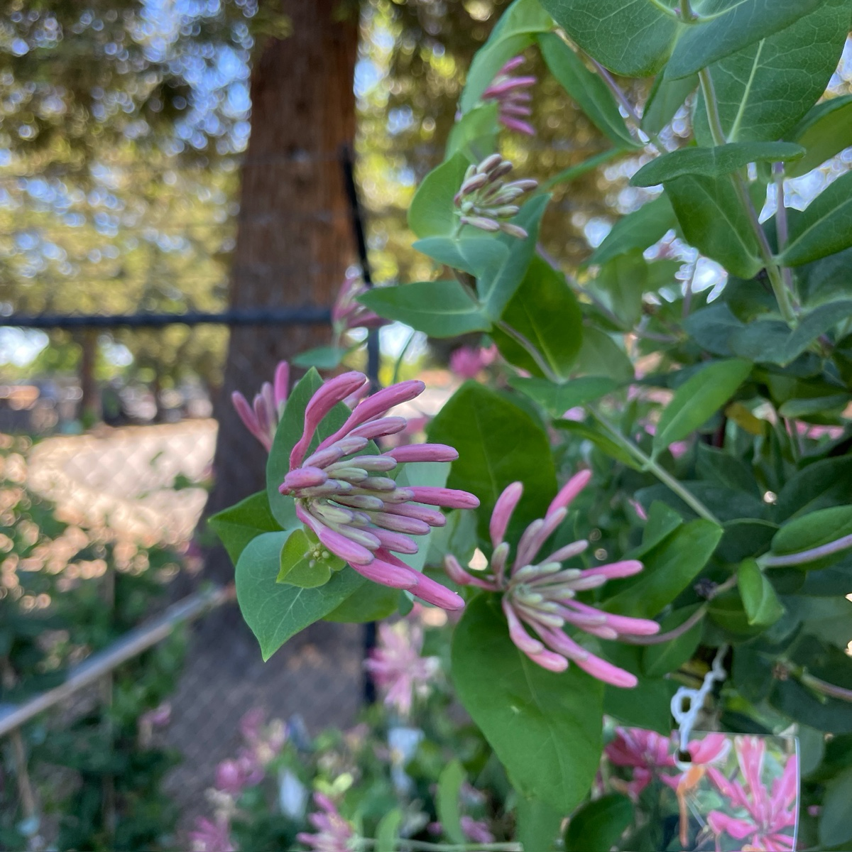 Lonicera Pink Honeysuckle
