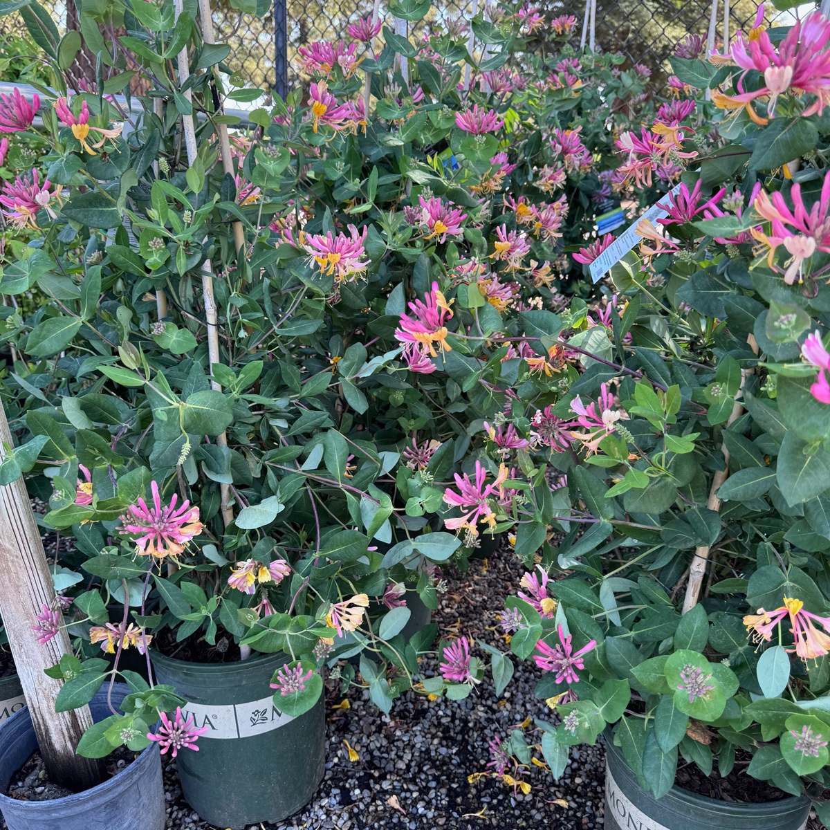 Lonicera Pink Honeysuckle
