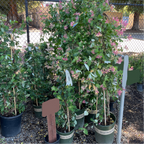Lonicera Pink Honeysuckle