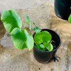 Small potted Lotus plant on a concrete surface