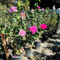 Love Song Floribunda Rose