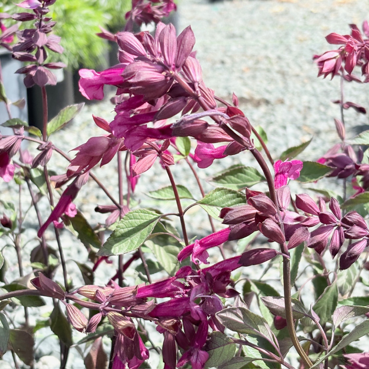 Love and Wishes Sage