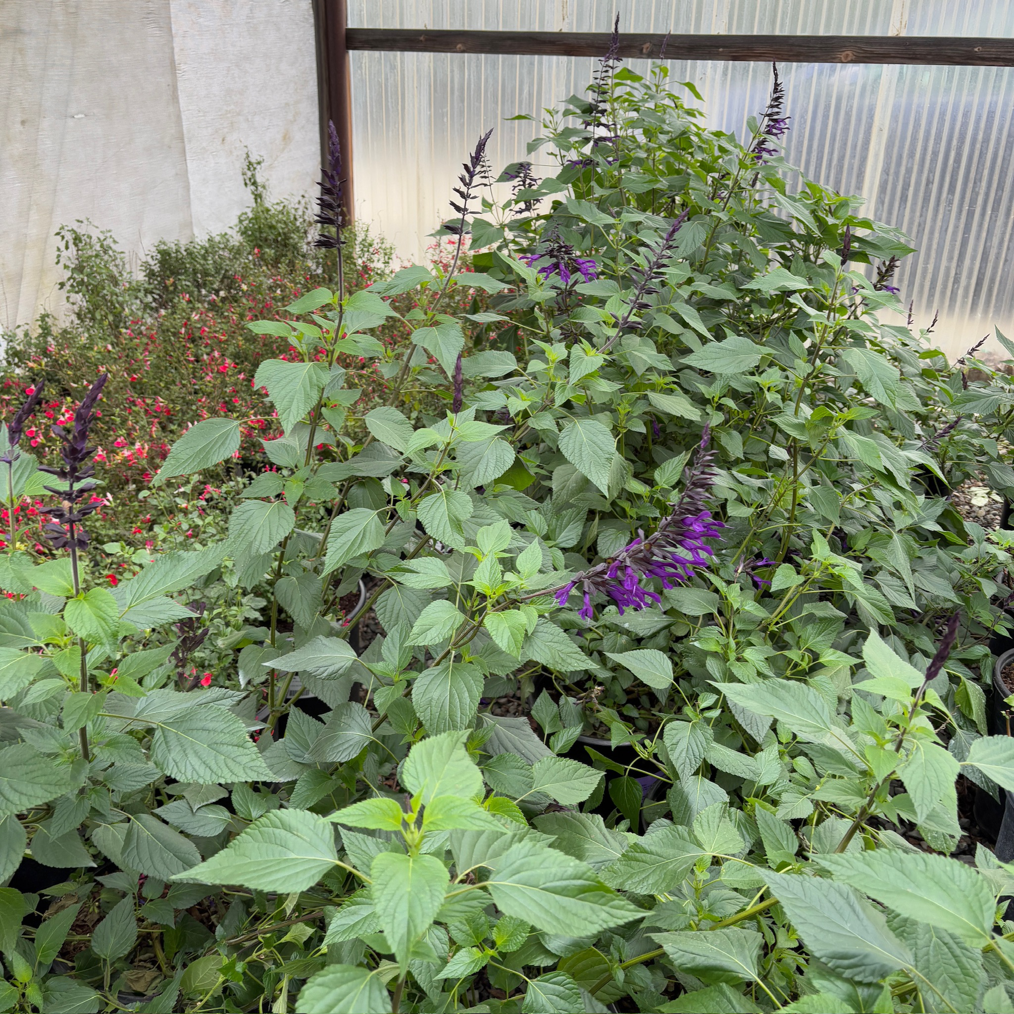 Love and Wishes Sage