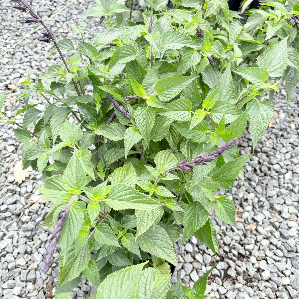 Love and Wishes Sage