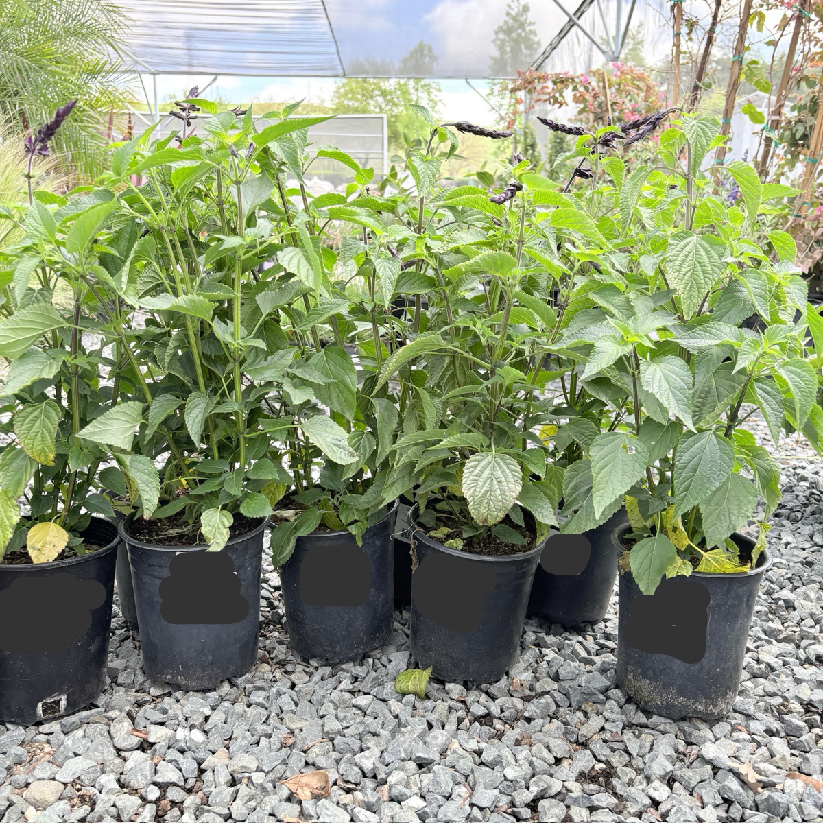 Love and Wishes Sage