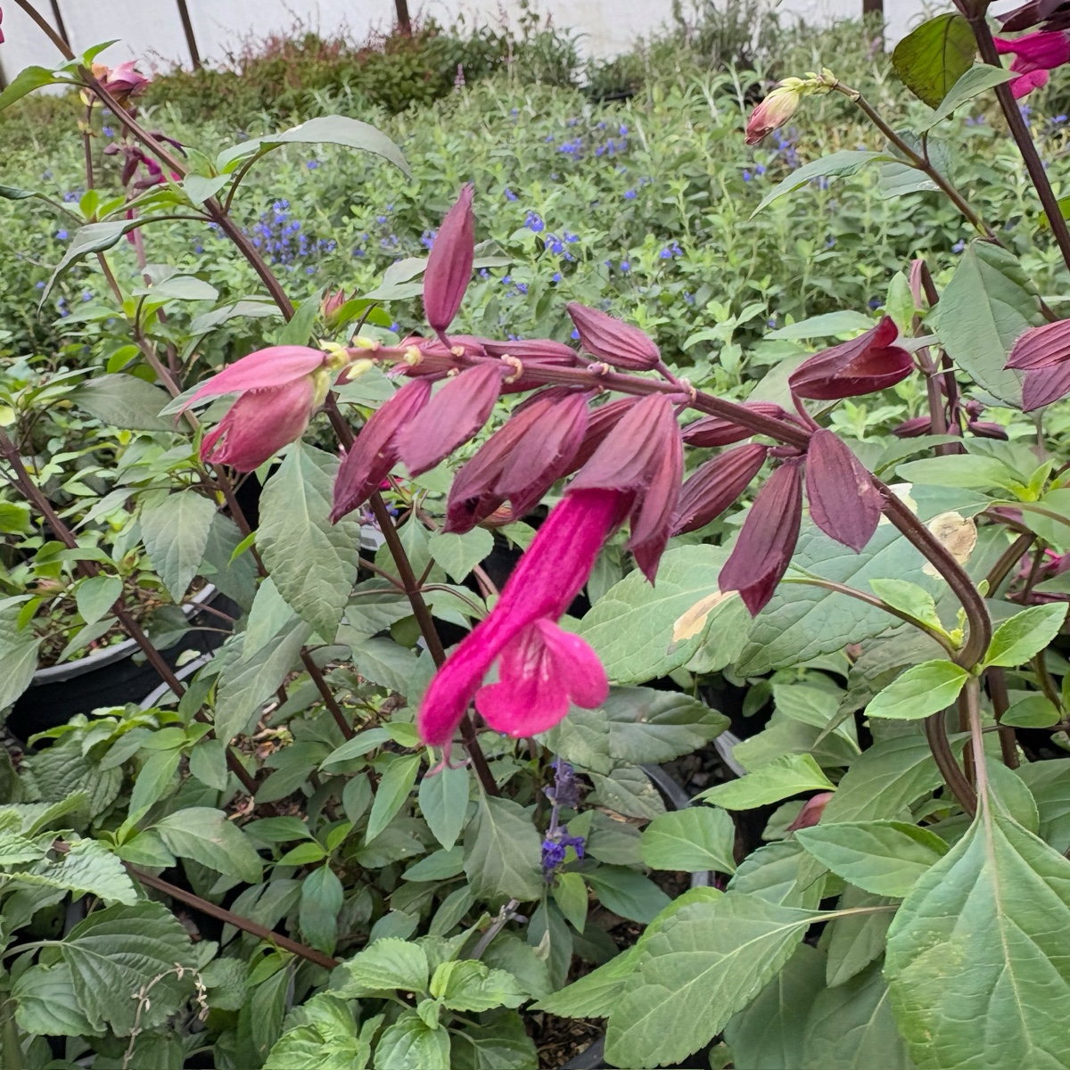 Love and Wishes Sage