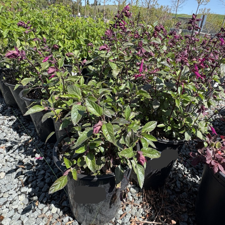 Love and Wishes Sage