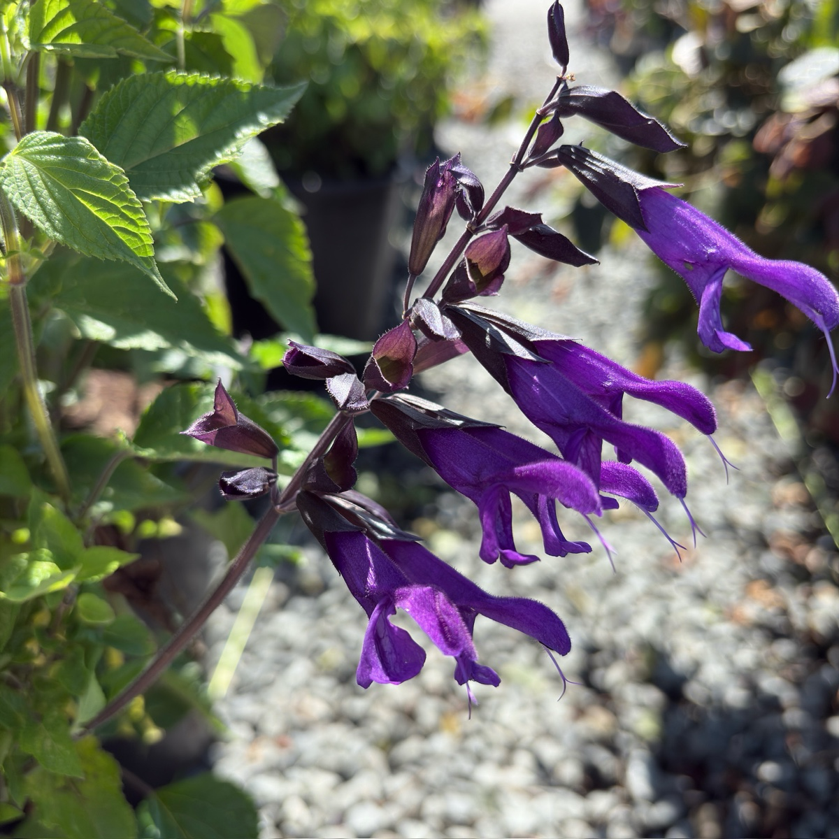 Love and Wishes Sage