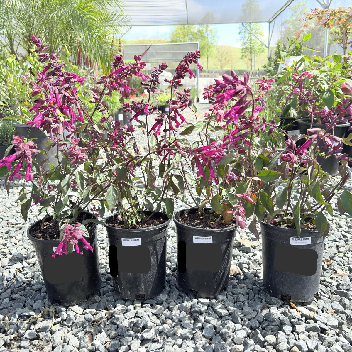 Love and Wishes Sage