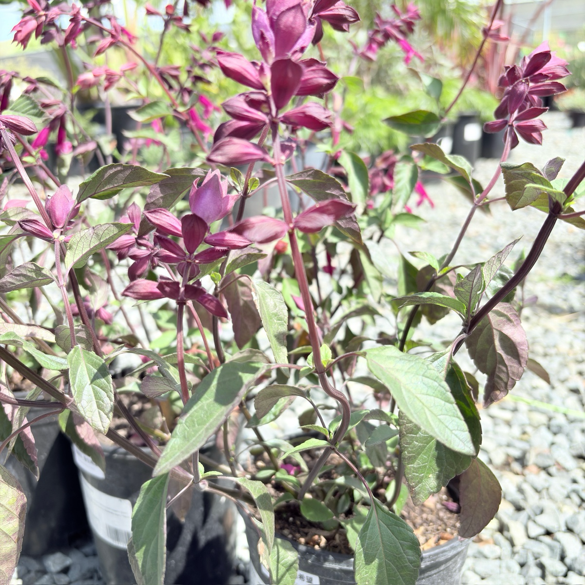 Love and Wishes Sage