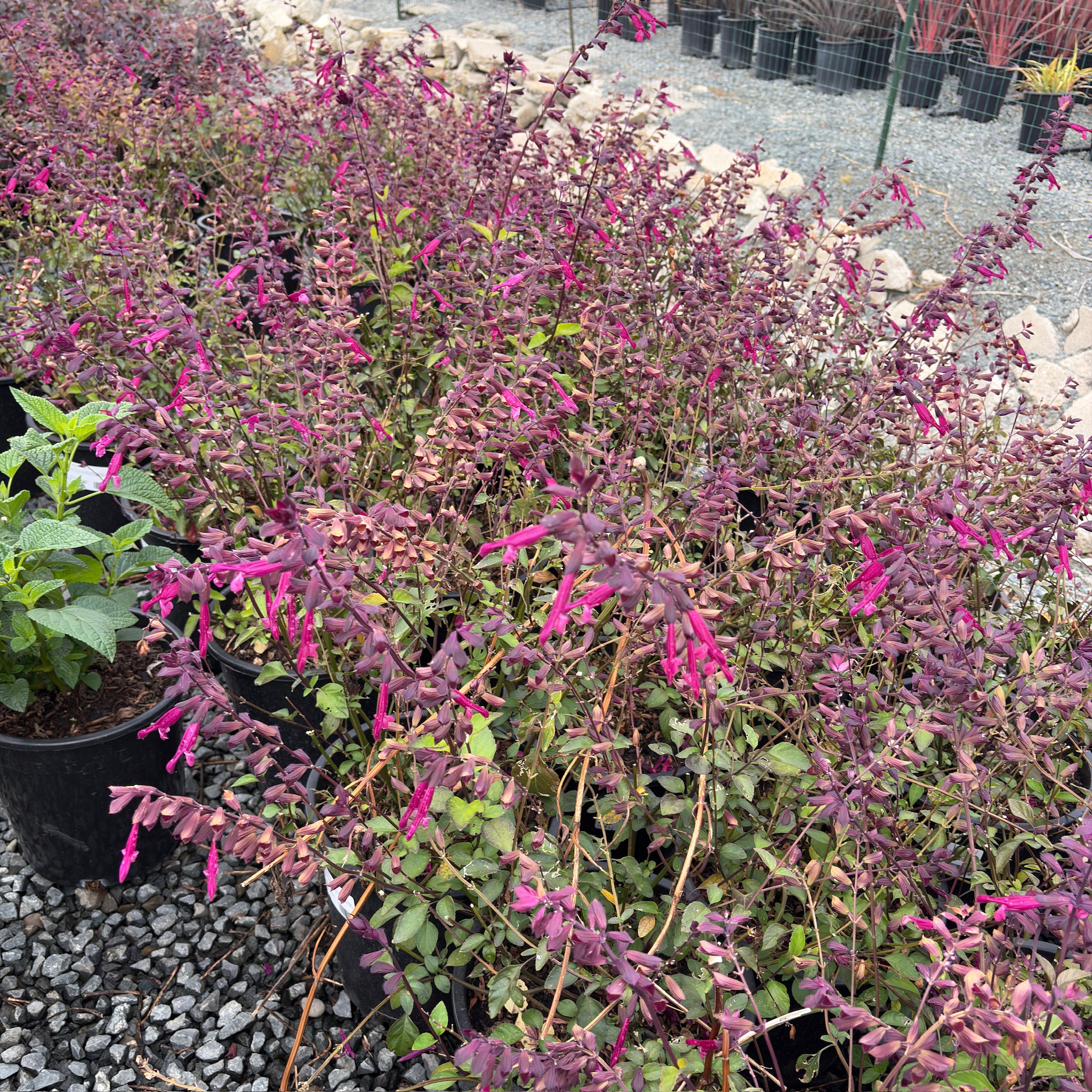 Love and Wishes Sage