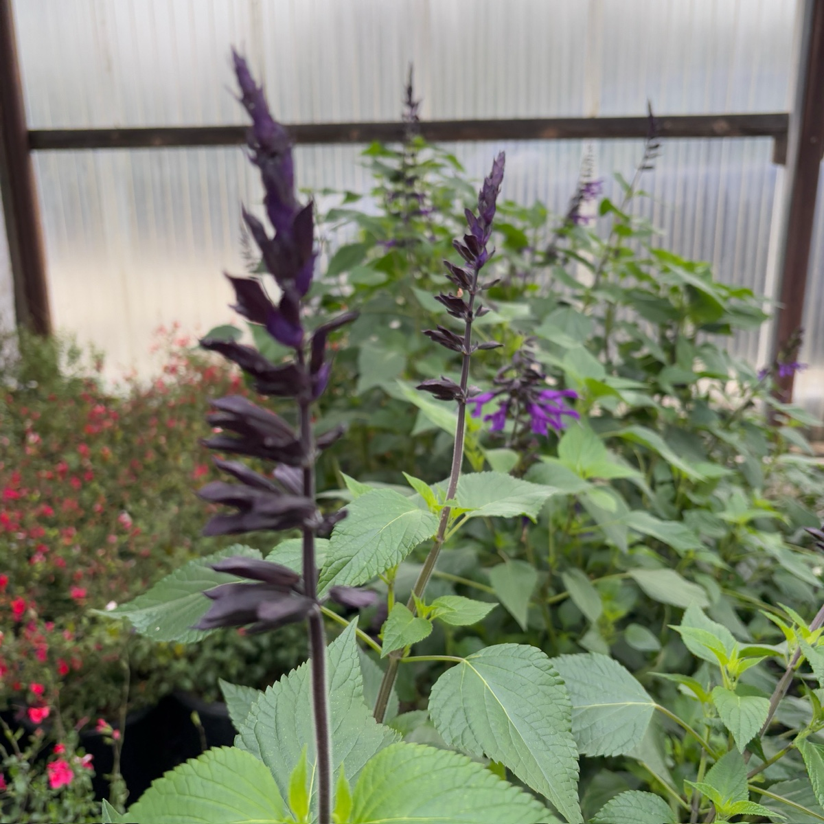 Love and Wishes Sage