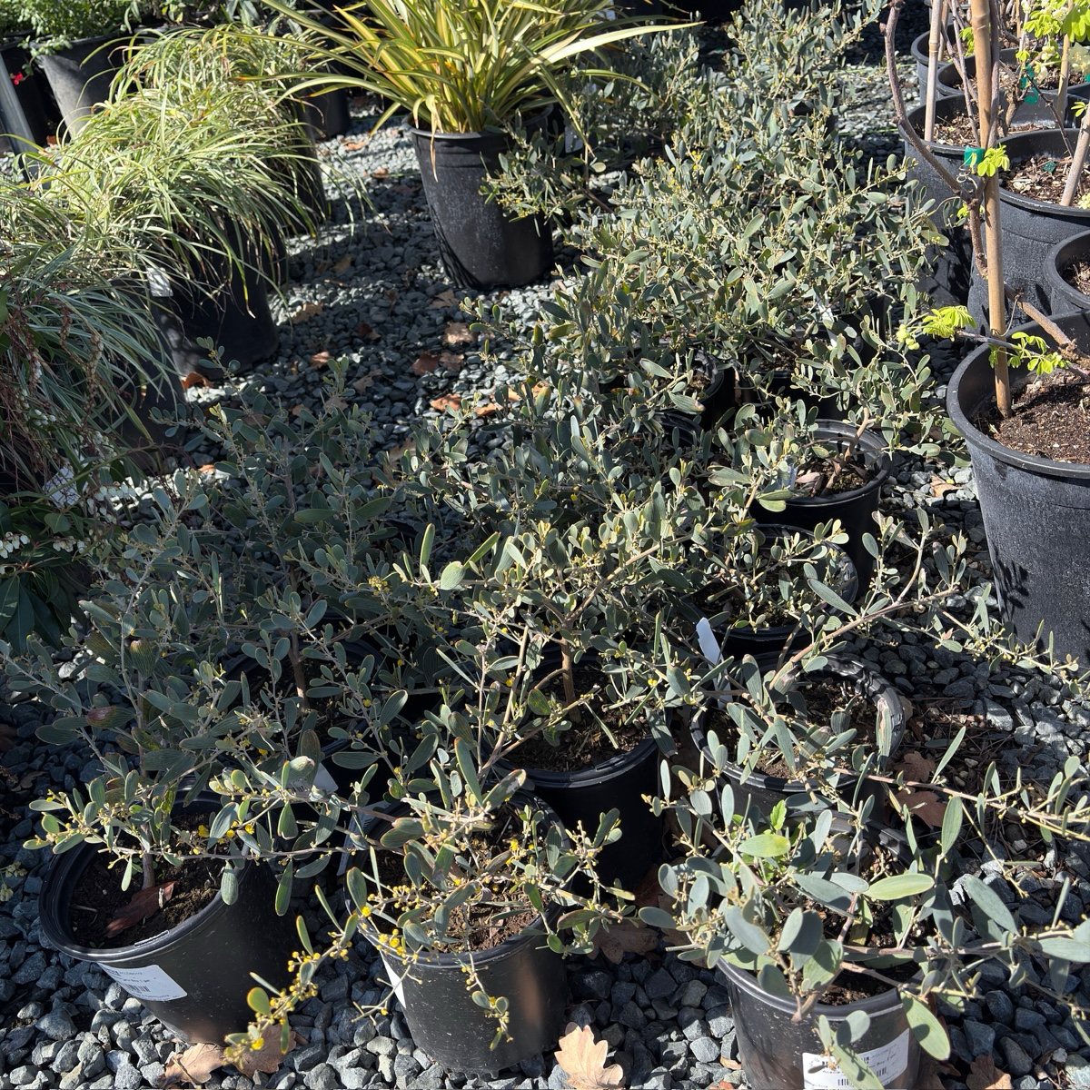 Potted Low Boy Prostrate Acacia plants on a gravel surface