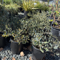 Potted Low Boy Prostrate Acacia plants in a garden setting with a focus on greenery.
