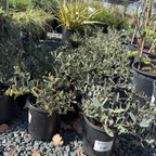 Potted Low Boy Prostrate Acacia plants in a garden setting with a focus on greenery.
