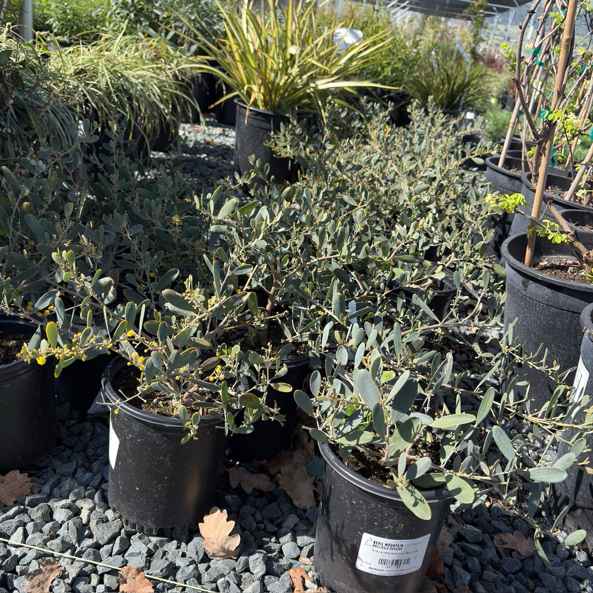 Potted Low Boy Prostrate Acacia plants in a garden setting with a focus on greenery.